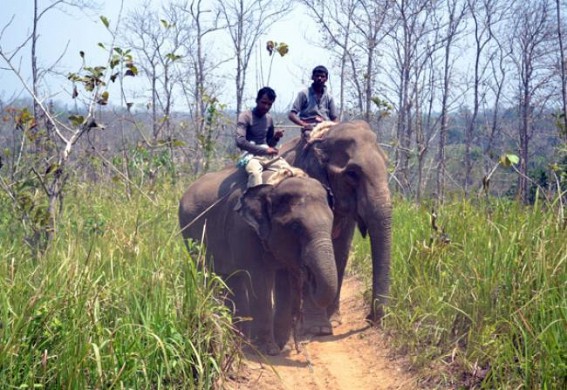 Tripura to create elephant reserve at own funding Tripura to create elephant reserve at own funding